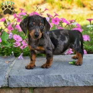 Sophie, Dachshund Puppy